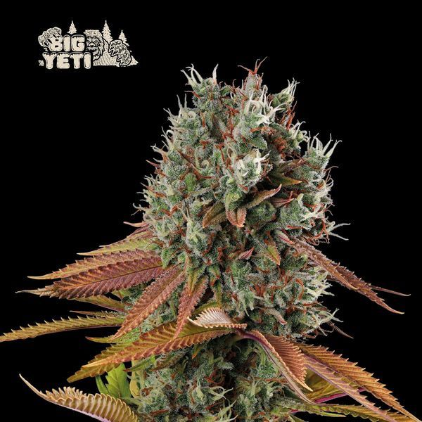 Big Yeti (Seedstockers) Feminizada
