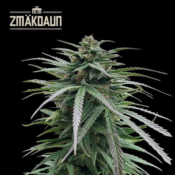 Zmäkdaun (Seedstockers) feminizada