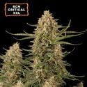 BCN Critical XXL Auto (Seedstockers) Feminizada