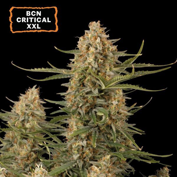 BCN Critical XXL Auto (Seedstockers) Feminizada