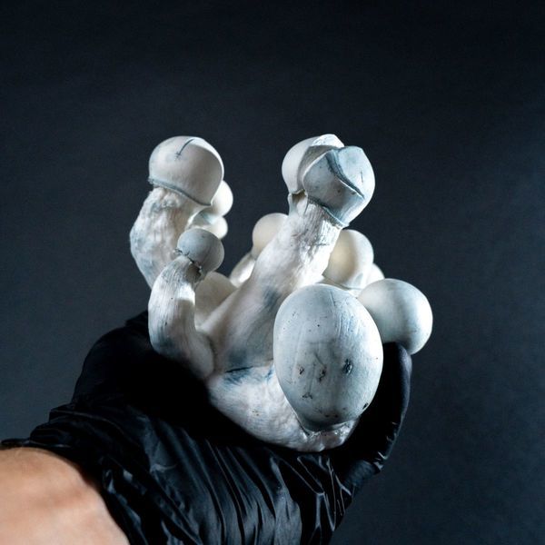 MycoBag 'Tidal Wave Ape'