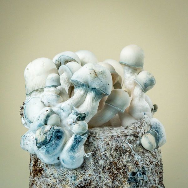 MycoBag 'Tidal Wave Ape'