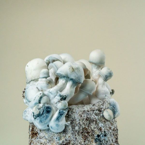 MycoBag 'Tidal Wave Ape'