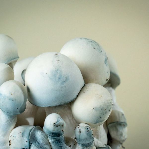 MycoBag 'Tidal Wave Ape'