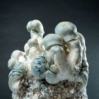 (título provisório) Mycobag Fast Tidal Wave Ape