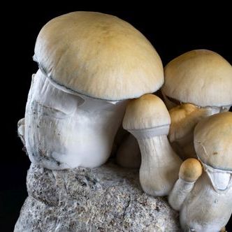 (título provisório) Mycobag Fast Whitebilly