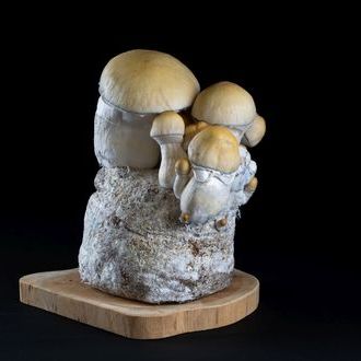 MycoBag 'Whitebilly'