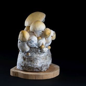 MycoBag 'Whitebilly'