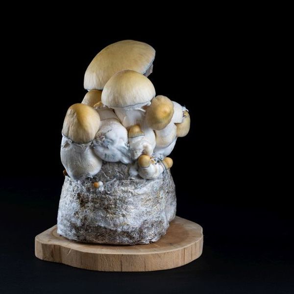 MycoBag 'Whitebilly'