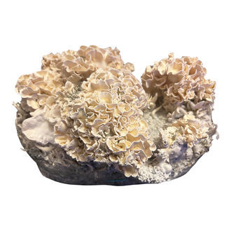 Zamnesia Ready-2-Grow Bag 'Enigma'