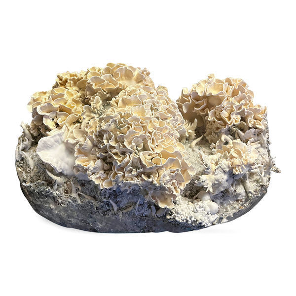 Zamnesia Ready-2-Grow Bag 'Enigma'