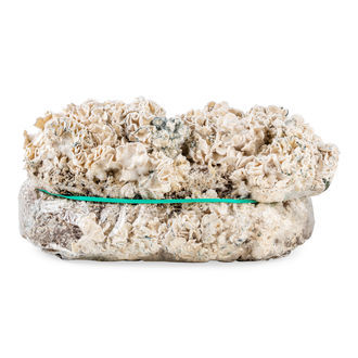 Zamnesia Ready-2-Grow Bag 'Enigma'