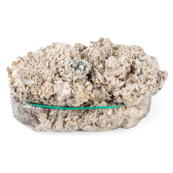 Zamnesia Ready-2-Grow Bag 'Enigma'