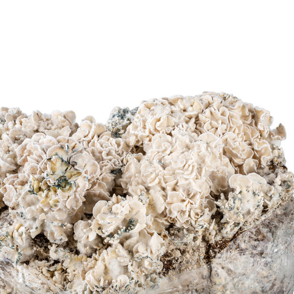 Zamnesia Ready-2-Grow Bag 'Enigma'