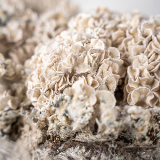 Zamnesia Ready-2-Grow Bag 'Enigma'