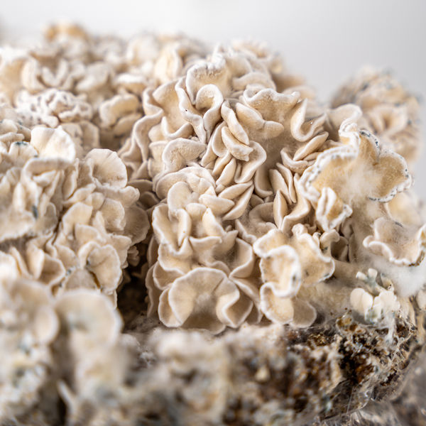 Zamnesia Ready-2-Grow Bag 'Enigma'