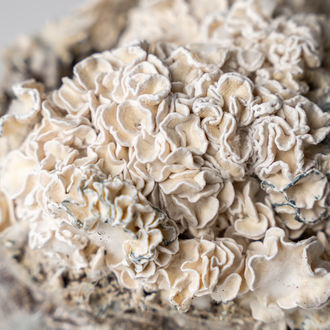 Zamnesia Ready-2-Grow Bag 'Enigma'