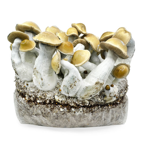 Zamnesia Ready-2-Grow Bag 'Makilla Gorilla'