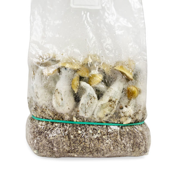 Zamnesia Ready-2-Grow Bag 'Makilla Gorilla'