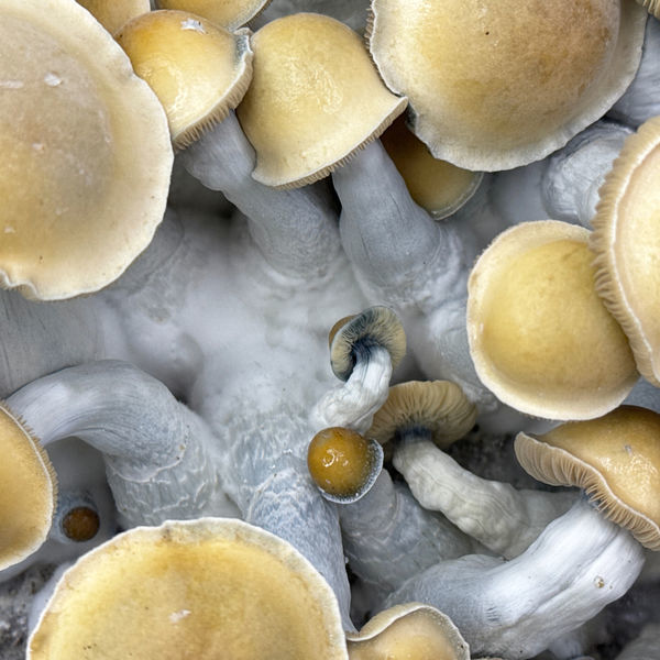 Zamnesia Ready-2-Grow Bag 'Makilla Gorilla'