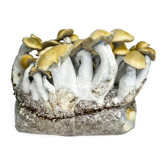 Zamnesia Ready-2-Grow Bag 'Makilla Gorilla'