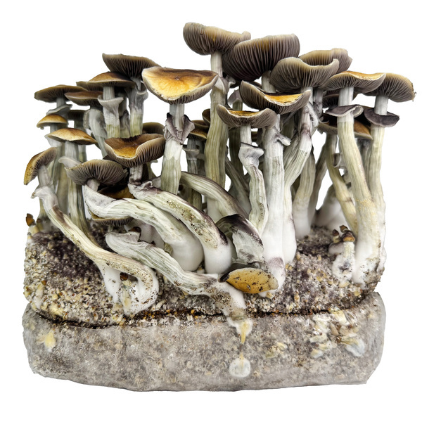 Zamnesia Ready-2-Grow Bag 'Jedi Mind Fuck'