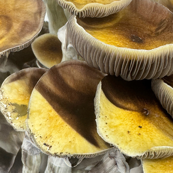 Zamnesia Ready-2-Grow Bag 'Jedi Mind Fuck'