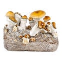 Zamnesia Ready-2-Grow Bag "Hillbilly Pumpkin"