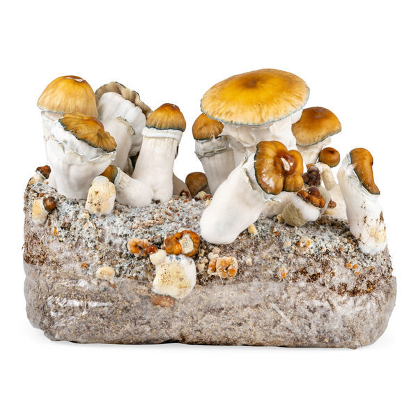 Zamnesia Ready-2-Grow Bag "Hillbilly Pumpkin"