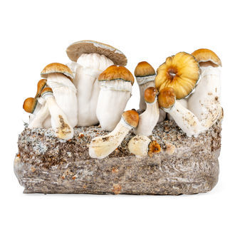 Zamnesia Ready-2-Grow Bag "Hillbilly Pumpkin"