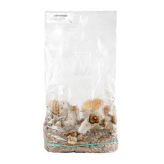 Zamnesia Ready-2-Grow Bag "Hillbilly Pumpkin"