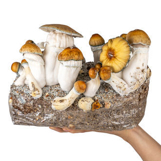 Zamnesia Ready-2-Grow Bag "Hillbilly Pumpkin"