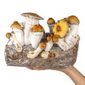 Zamnesia Ready-2-Grow Bag "Hillbilly Pumpkin"