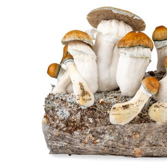 Zamnesia Ready-2-Grow Bag "Hillbilly Pumpkin"