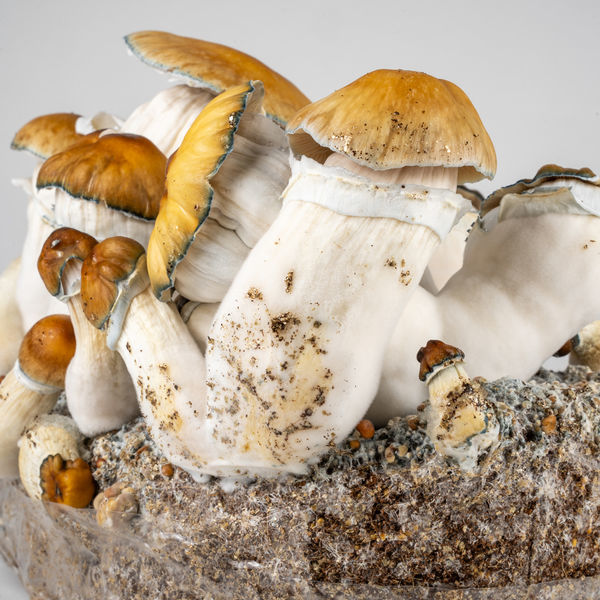 Zamnesia Ready-2-Grow Bag "Hillbilly Pumpkin"