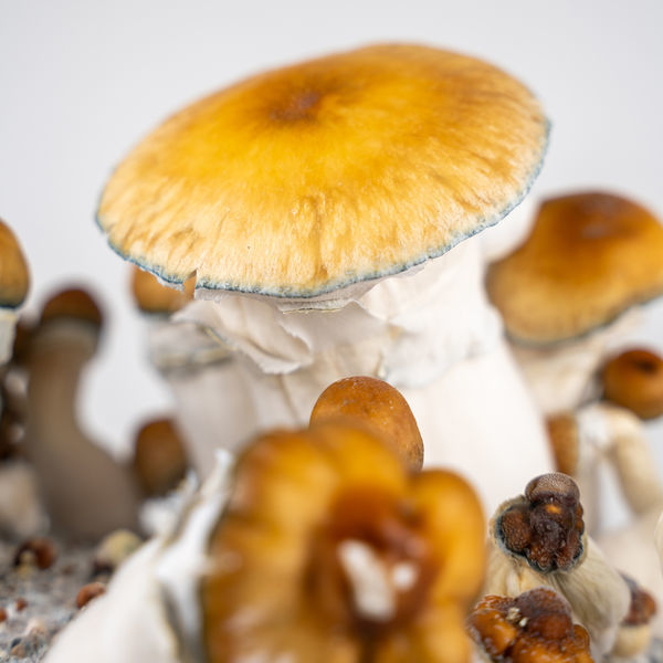 Zamnesia Ready-2-Grow Bag "Hillbilly Pumpkin"