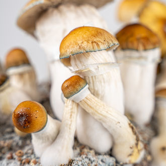 Zamnesia Ready-2-Grow Bag "Hillbilly Pumpkin"