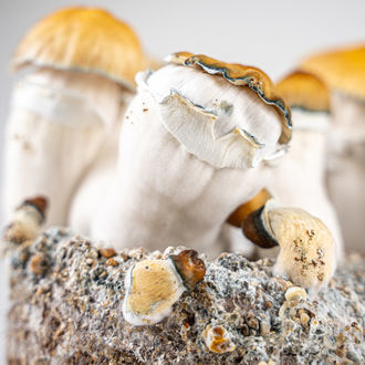 Zamnesia Ready-2-Grow Bag "Hillbilly Pumpkin"