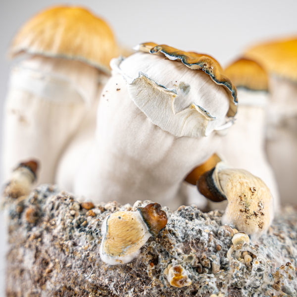 Zamnesia Ready-2-Grow Bag "Hillbilly Pumpkin"