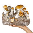 Zamnesia Ready-2-Grow Bag "Hillbilly Pumpkin"