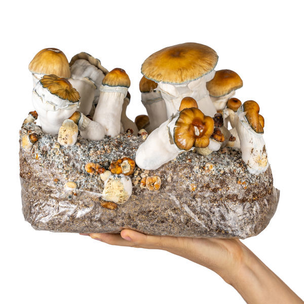 Zamnesia Ready-2-Grow Bag "Hillbilly Pumpkin"