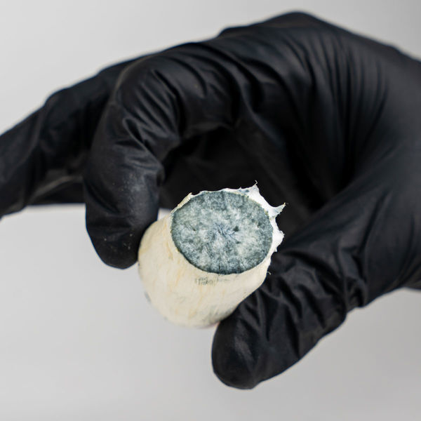 Zamnesia Ready-2-Grow Bag "MVP"