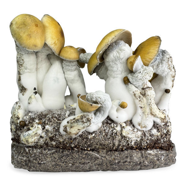 Zamnesia Ready-2-Grow Bag "MVP"