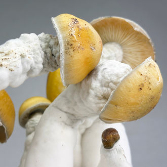 Zamnesia Ready-2-Grow Bag "MVP"