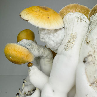 Zamnesia Ready-2-Grow Bag "MVP"