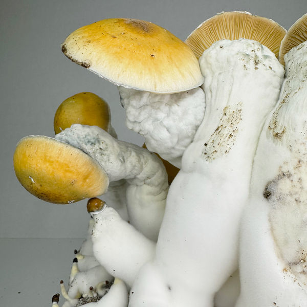 Zamnesia Ready-2-Grow Bag "MVP"