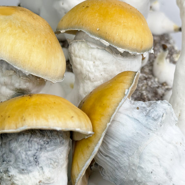 Zamnesia Ready-2-Grow Bag "MVP"