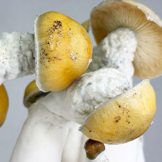 Zamnesia Ready-2-Grow Bag "MVP"