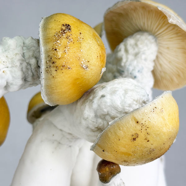 Zamnesia Ready-2-Grow Bag "MVP"