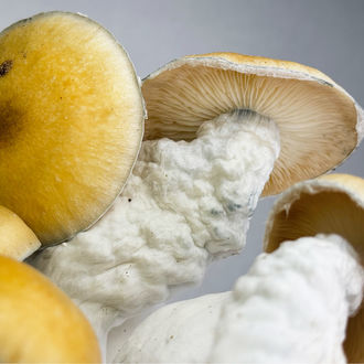 Zamnesia Ready-2-Grow Bag "MVP"